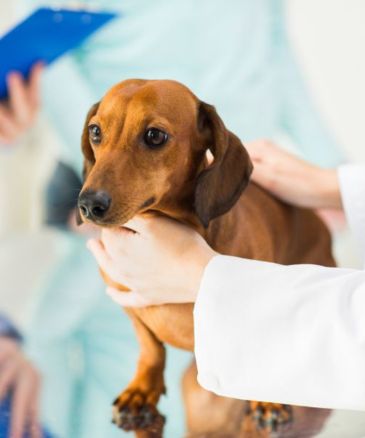 a dog being held by a doctor