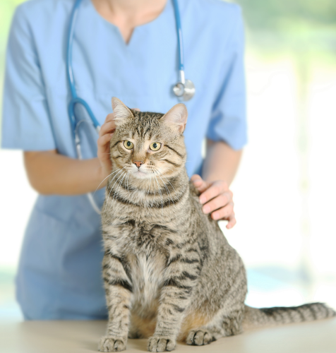 cat with doctor