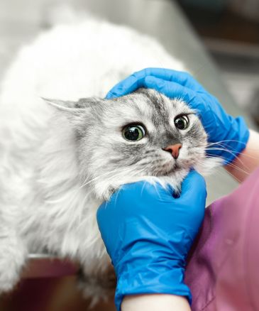 a vet petting a cat