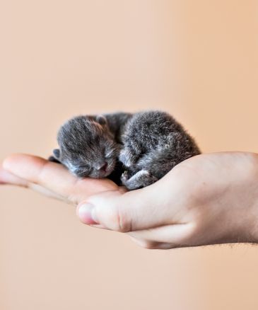 vet hand, little kitten