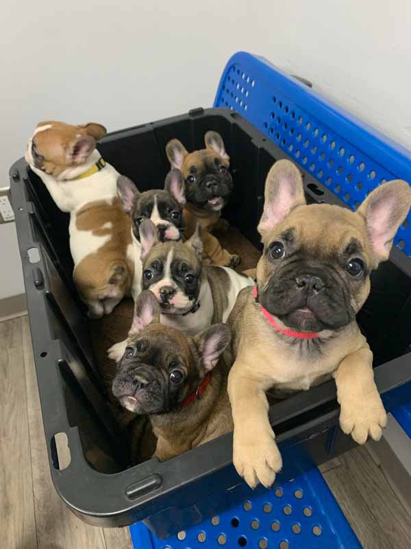a group of puppies in a plastic crate