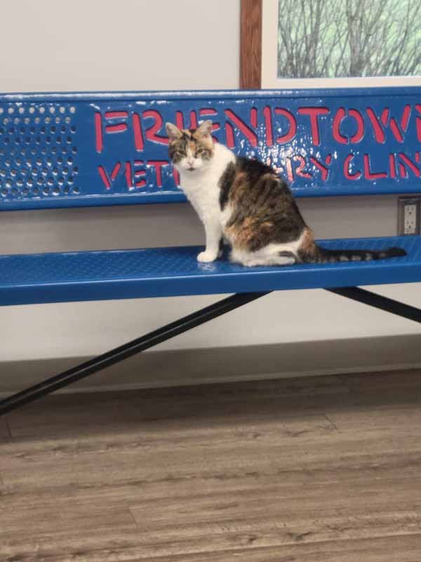 a cat sitting on a blue bench