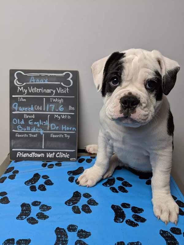 a puppy sitting on a blue surface next to a sign