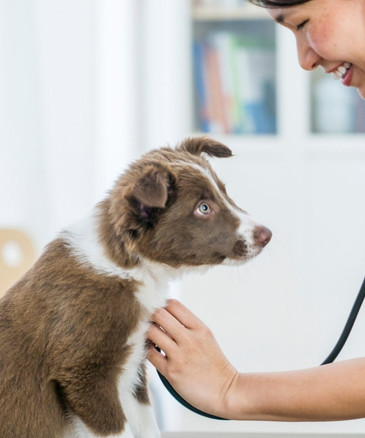 a vet examining a brown and white dog with a stethoscope
