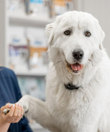 a woman gently pets a large white dog