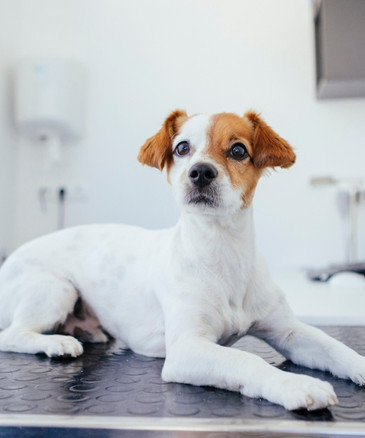 a dog sitting on a table in a veterinary clinic