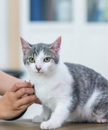 a veterinarian examines a cat on an examination table