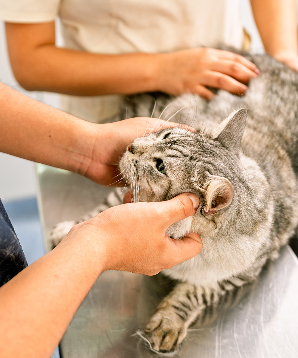 Veterinarian examining kitten's head in veterinary clinic grey tabby cat is gently held by two people on a veterinary exam table