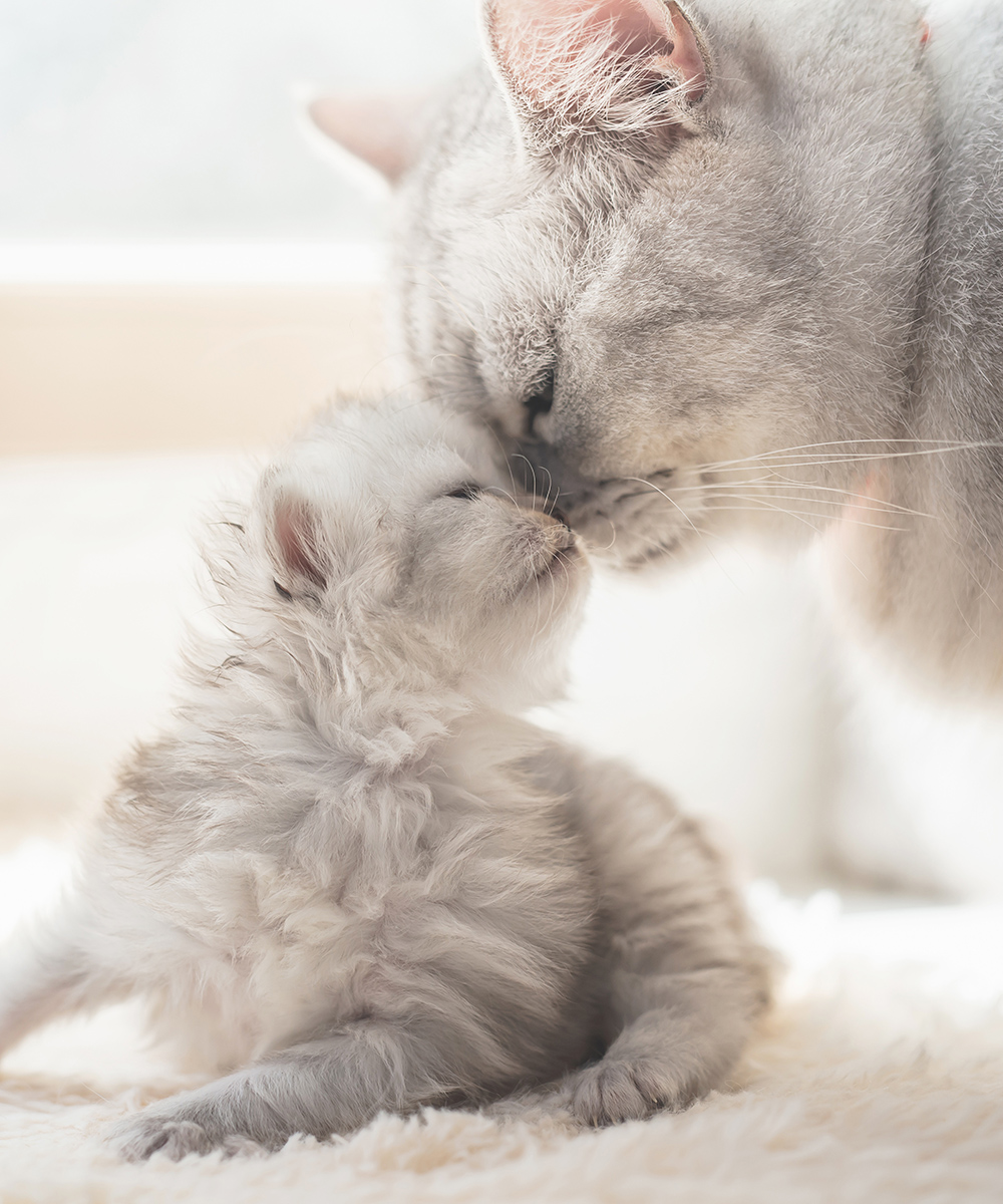 American shorthair cat kissing her kitten fluffy kitten and a larger cat gently touch noses