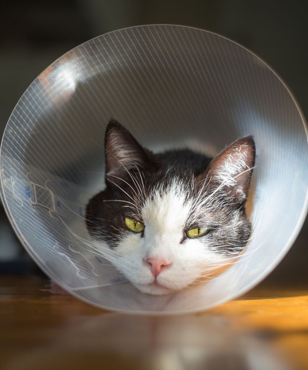 cat-c-section-surgery Close-up of a black and white cat wearing a plastic cone collar
