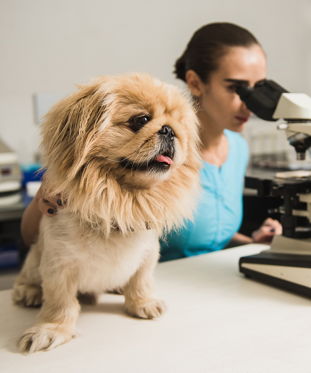 Female vet with microscope A fluffy dog sits on a table next to a veterinarian using a microscope.