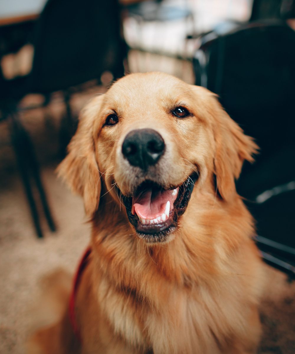happy-dog Smiling Golden Retriever sits indoors