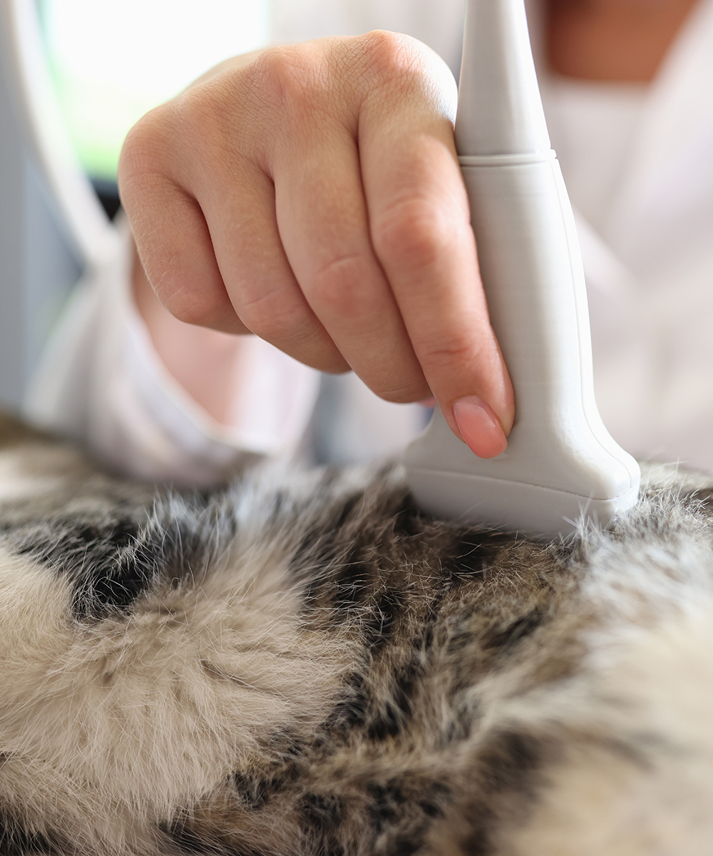 performs an ultrasound over a cat's fur