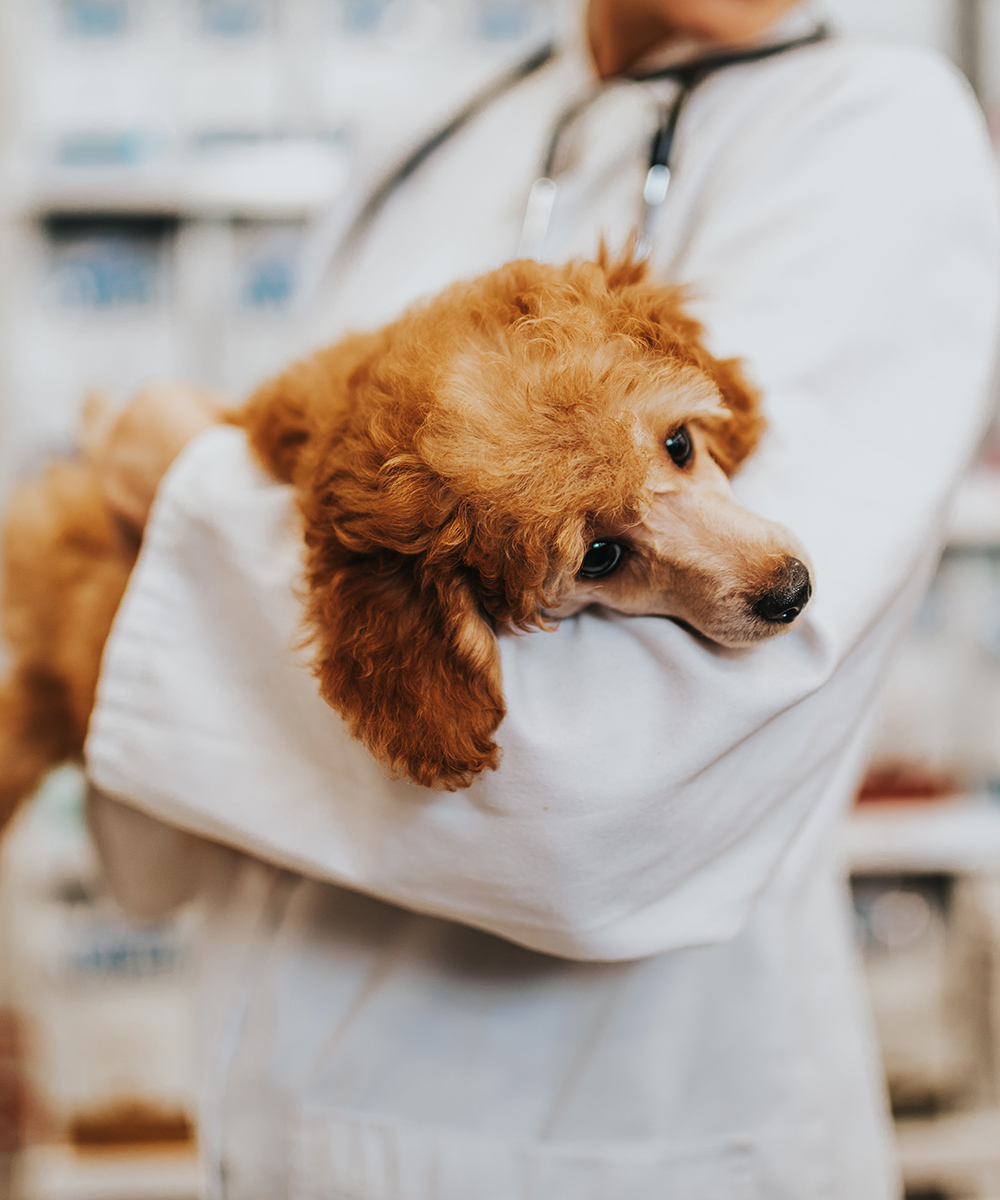 A fluffy brown poodle is held gently by a veterinarian, in a pet pharmacy.