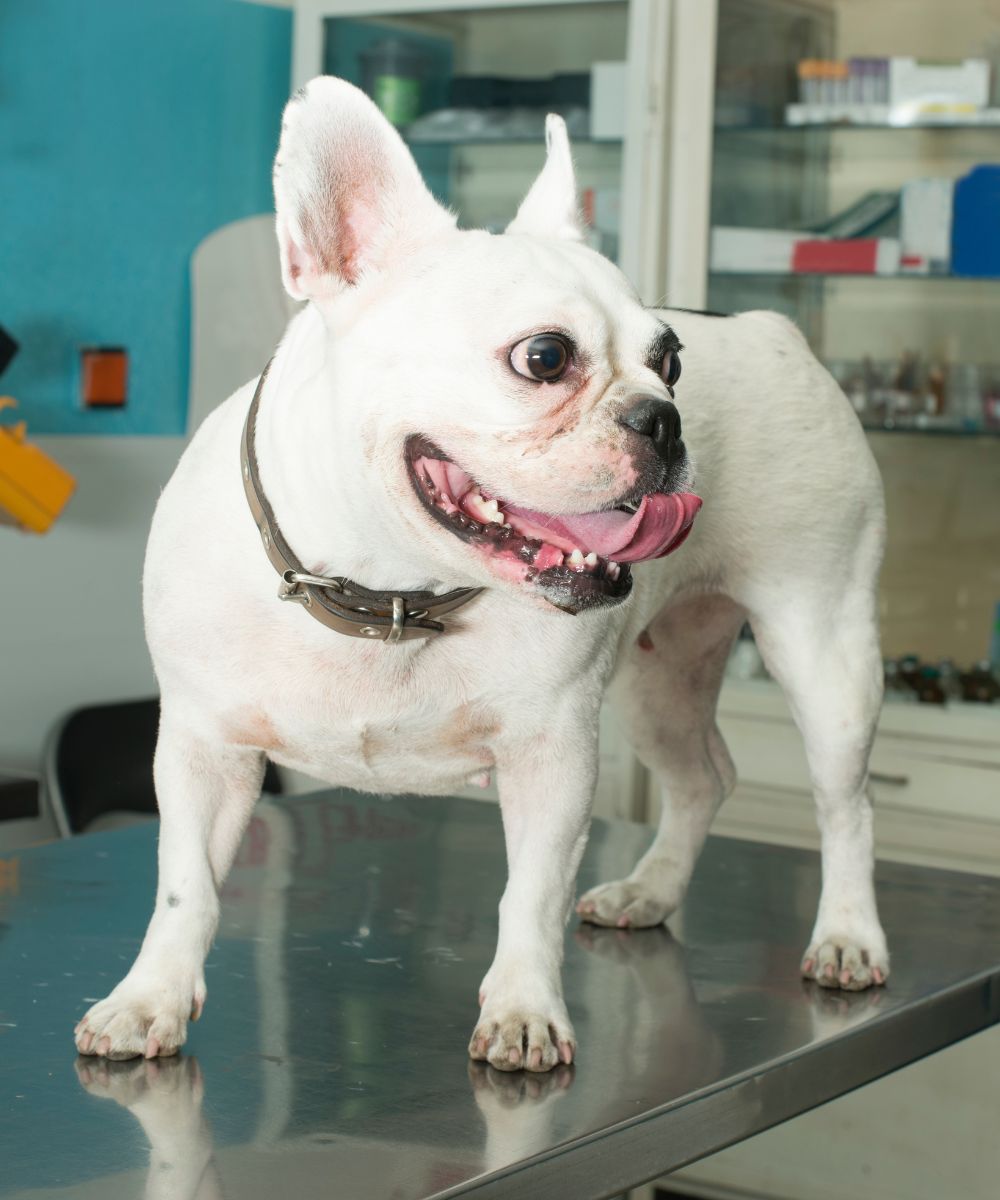 Bulldog standing on a metal examination table