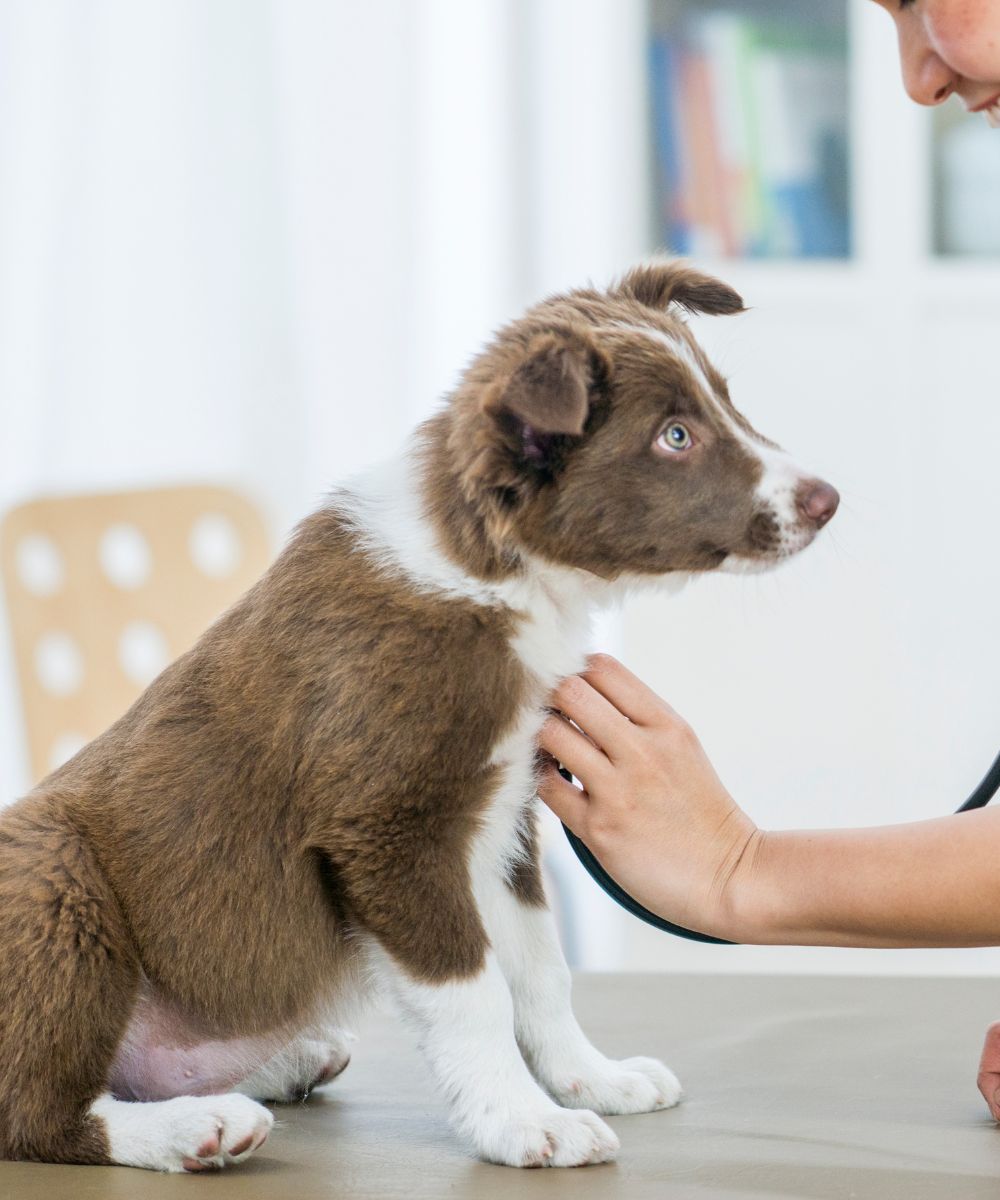 a vet examining a brown and white dog with a stethoscope