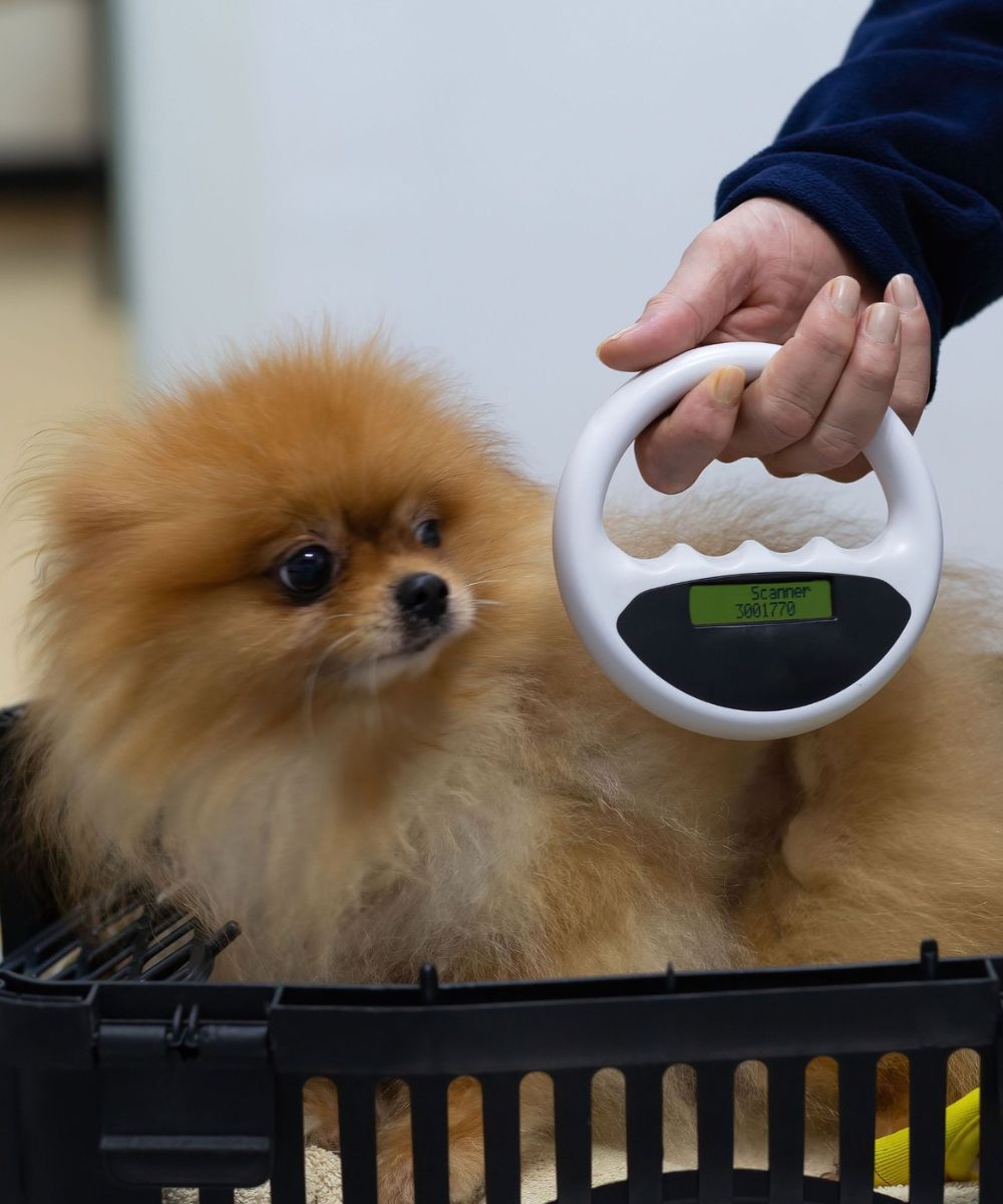 Veterinarian scanning a dog's body for a microchip