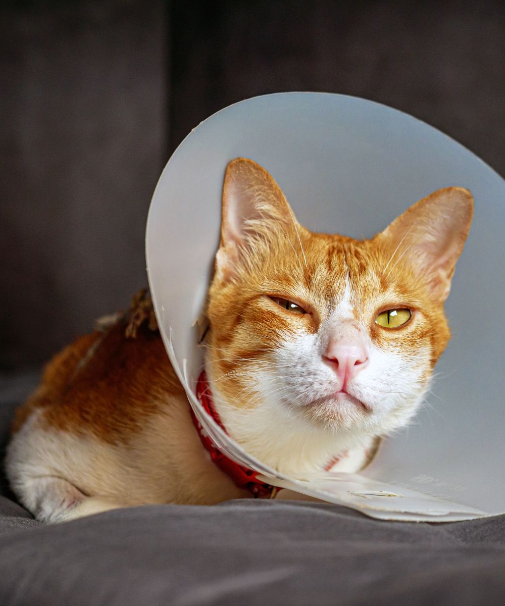 cat wearing a protective plastic cone
