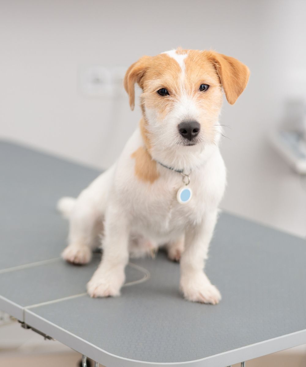 puppy sitting on a table