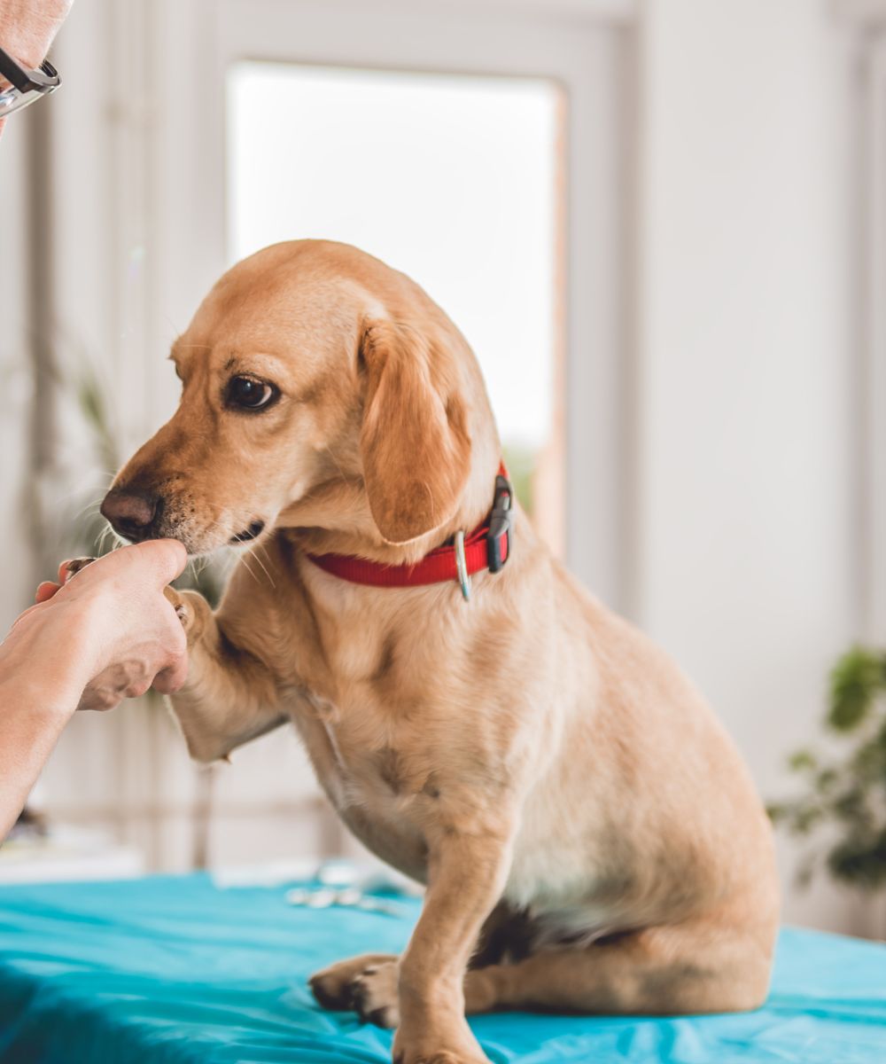 Young female veterinarian checking up the dog Young female veterinarian checking up the dog