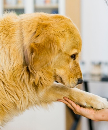 a woman gently pets a golden retriever dog